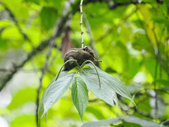 Tamiops mcclellandii