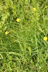 Ranunculus acris
