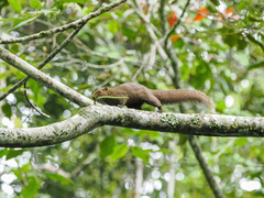 Callosciurus erythraeus