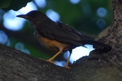 Turdus olivaceus