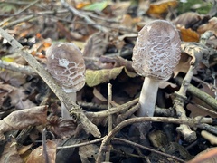 Chlorophyllum rhacodes