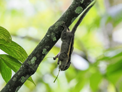 Tamiops mcclellandii