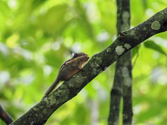 Tamiops mcclellandii