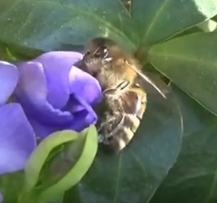 Apis mellifera