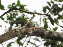 Tamiops mcclellandii