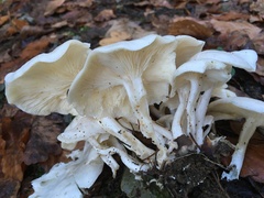 Leucocybe