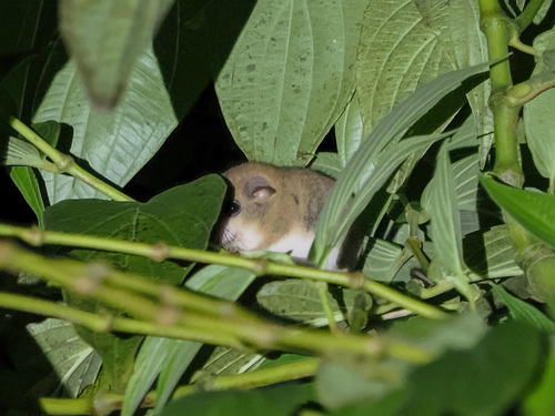 Indomalayan Pencil-tailed Tree Mouse