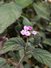 Lantana rugosa