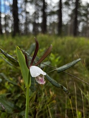 Cleistesiopsis oricamporum