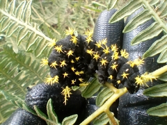 Leucanella viridescens