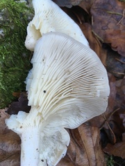 Leucocybe