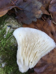 Leucocybe