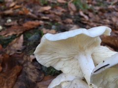 Leucocybe