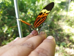 Heliconiinae