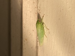 Gyponana