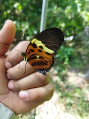Heliconiinae