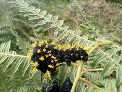 Leucanella viridescens