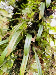 Bulbophyllum japonicum