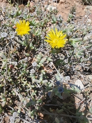 Malephora lutea