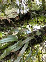 Bulbophyllum japonicum