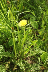 Taraxacum officinale