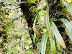 Bulbophyllum japonicum