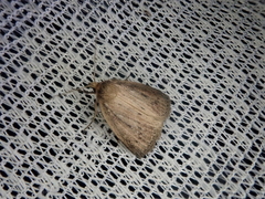 Archanara orientalis