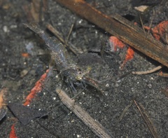 Palaemon paludosus