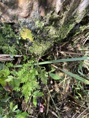 Selaginella involvens