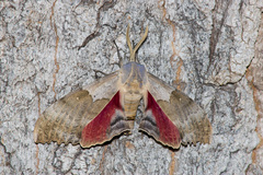 Pachysphinx occidentalis
