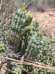 Euphorbia mammillaris