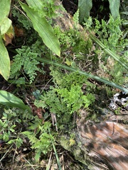 Selaginella involvens