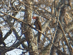 Lophoceros alboterminatus