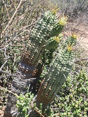 Euphorbia mammillaris