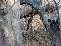 Lophoceros alboterminatus