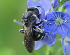 Lasioglossum sexnotatum