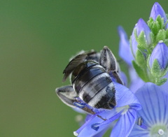 Lasioglossum sexnotatum