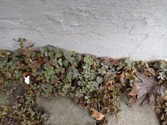 Oxalis corniculata