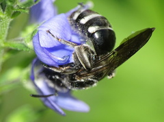 Lasioglossum sexnotatum