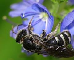 Lasioglossum sexnotatum