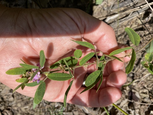 Britton's bushclover (Lespedeza ×)