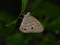 Hermeuptychia hermes