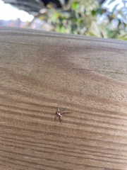 Philodromus aureolus