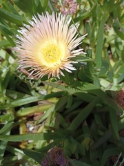 Carpobrotus edulis edulis