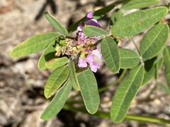 Lespedeza × brittonii