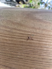 Philodromus aureolus