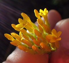 Sebaea sedoides