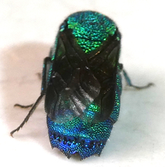 Chrysis conica