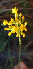 Sebaea sedoides