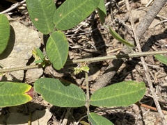 Lespedeza × brittonii